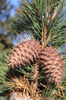 Pinus pungens - borovice pichlavá - šišky (1)
